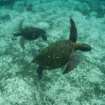 Galápagos on a budget