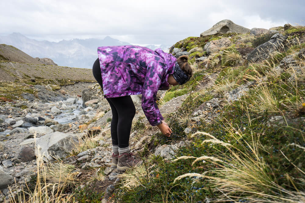 Picking berries on the Huemul Circuit in Argentina