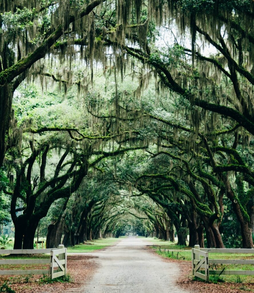 Trees in Savannah, Georgia, one of the best places to visit in the USA in November.