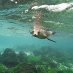 san cristobal galapagos la loberia