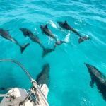 florida keys one-week itinerary dolphin watching eco tour things to do in marathon Florida